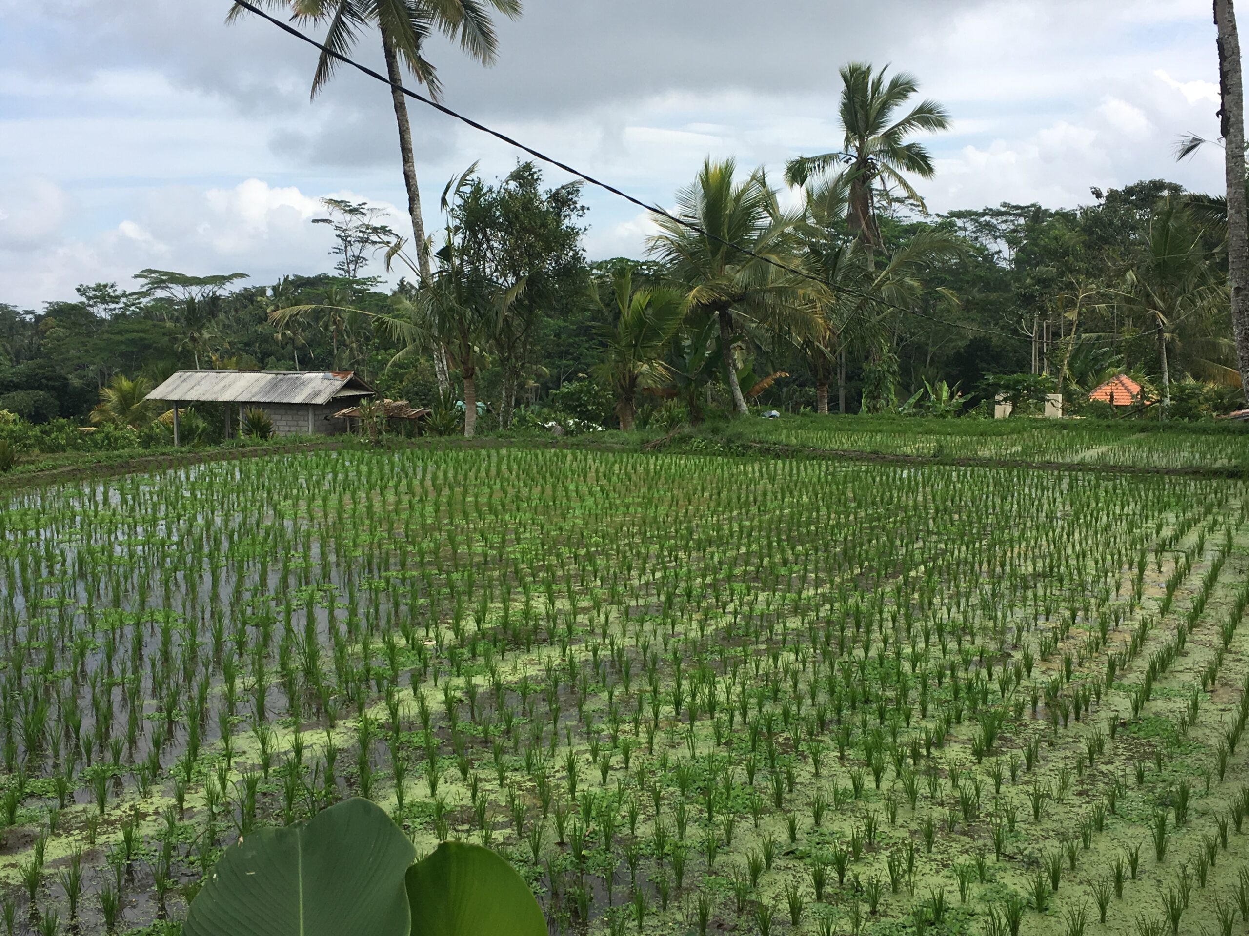 Walk-18 bali